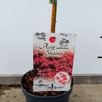 Javor dlaňolistý (Acer Palmatum) ‘Shaina’ - výška 80-100 cm, kont.C4L - NA KMIENKU